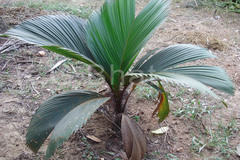 Phoenicophorium borsigianum